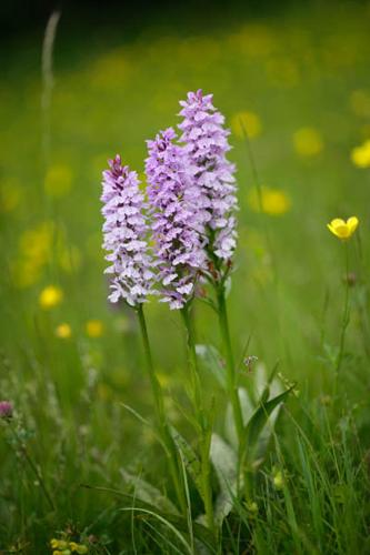 Dactylorhiza maculata © DESCHEEMACKER A.