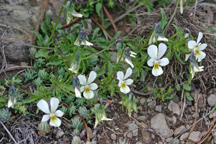 Viola saxatilis © ANDRIEU F.