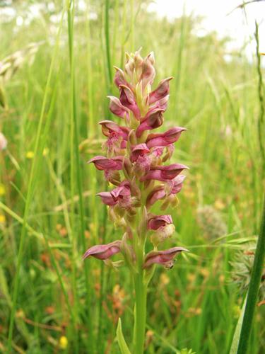 Anacamptis coriophora subsp coriophora © CHORGNON G.