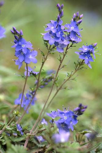 Veronica prostrata © ANONYME