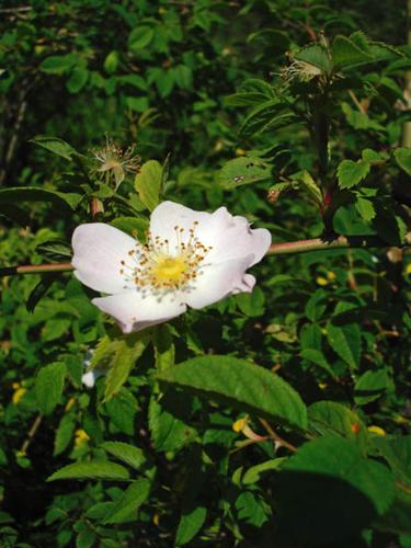 Rosa canina © ANONYME