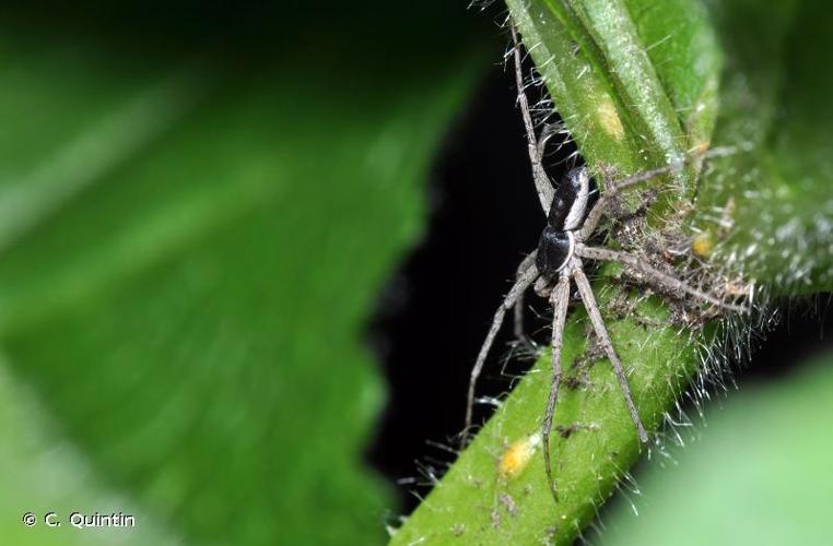 <i>Philodromus dispar</i> Walckenaer, 1826 © C. Quintin