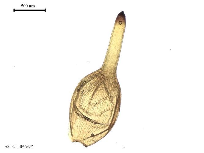 <i>Entosthodon obtusus</i> (Hedw.) Lindb., 1865 © H. TINGUY