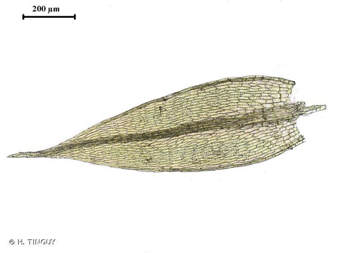 <i>Bryum ruderale</i> Crundw. & Nyholm, 1963 © H. TINGUY