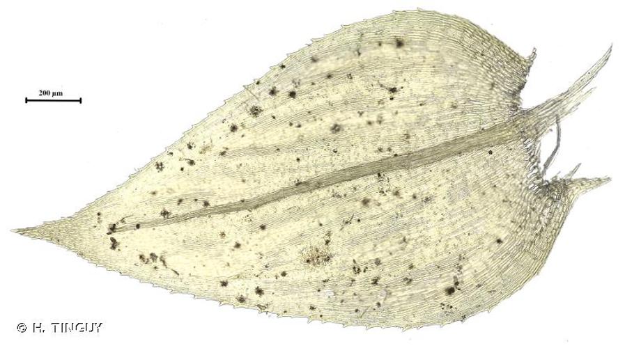 <i>Oxyrrhynchium speciosum</i> (Brid.) Warnst., 1905 © H. TINGUY