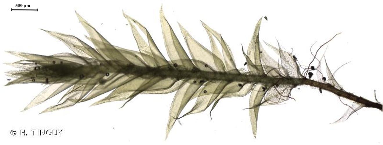 <i>Plagiothecium latebricola</i> Schimp., 1851 © H. TINGUY