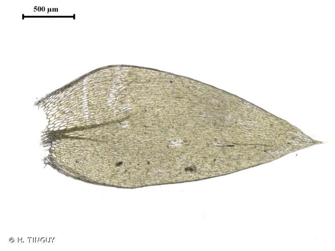 <i>Plagiothecium succulentum</i> (Wilson) Lindb., 1865 © H. TINGUY