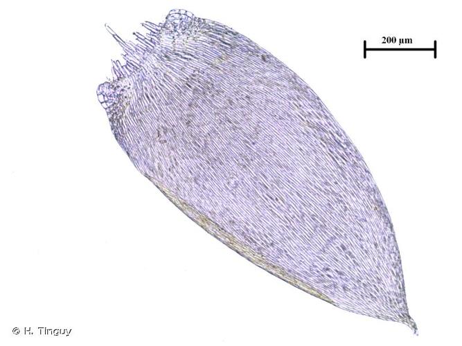 <i>Callicladium haldanianum</i> (Grev.) H.A.Crum, 1971 © H. Tinguy