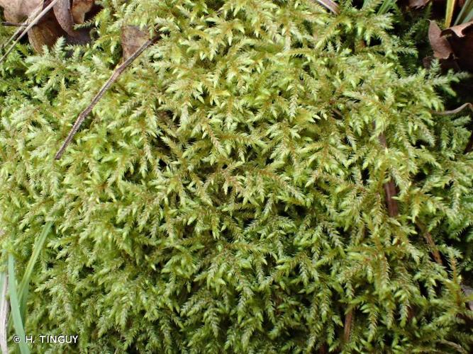 <i>Loeskeobryum brevirostre</i> (Brid.) M.Fleisch., 1925 © H. TINGUY