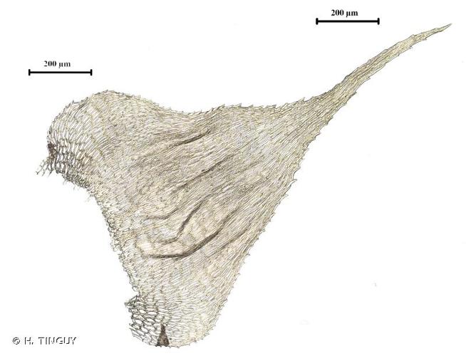 <i>Hyocomium armoricum</i> (Brid.) Wijk & Margad., 1961 © H. TINGUY