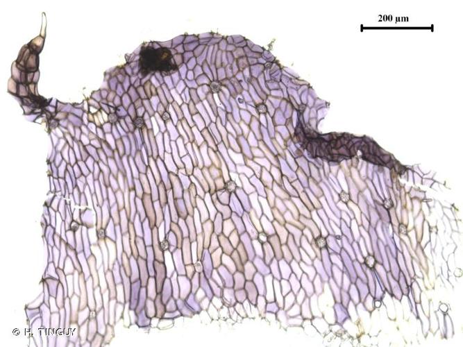 <i>Asterella lindenbergiana</i> (Corda ex Nees) Lindb. ex Arnell, 1892 © H. TINGUY