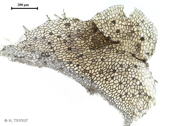 <i>Lunularia cruciata</i> (L.) Dumort. ex Lindb., 1868 © H. TINGUY