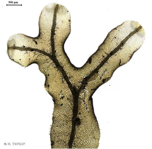 <i>Metzgeria conjugata</i> Lindb., 1875 © H. TINGUY