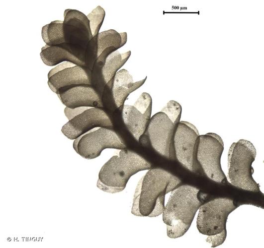 <i>Marsupella sphacelata</i> (Gieseke ex Lindenb.) Dumort., 1835 © H. TINGUY