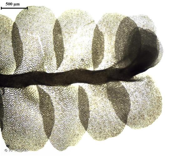 <i>Pedinophyllum interruptum</i> (Nees) Kaal., 1893 © H. TINGUY