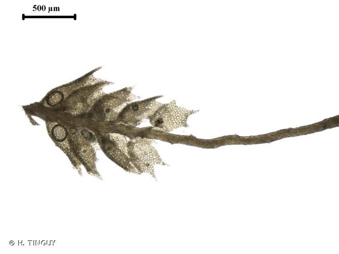 <i>Plagiochila exigua</i> (Taylor) Taylor, 1846 © H. TINGUY