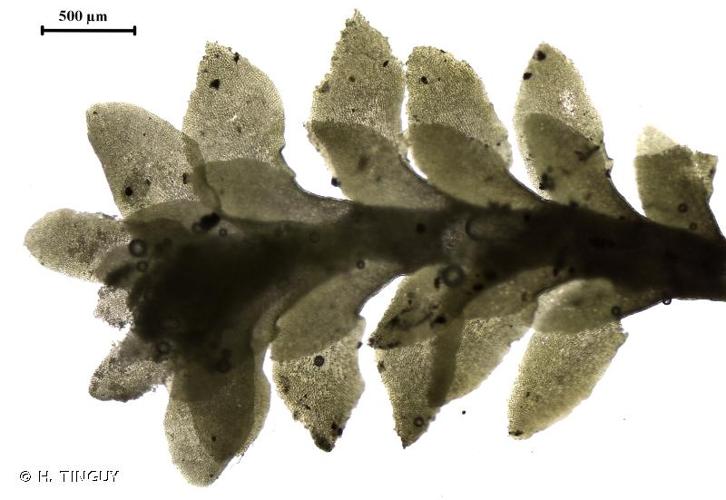 <i>Diplophyllum taxifolium</i> (Wahlenb.) Dumort., 1835 © H. TINGUY