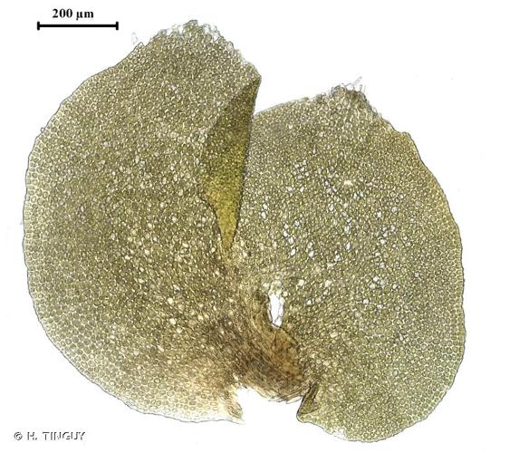 <i>Scapania aequiloba</i> (Schwägr.) Dumort., 1835 © H. TINGUY