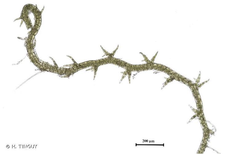 <i>Cephaloziella elachista</i> (J.B.Jack ex Gottsche & Rabenh.) Schiffn., 1900 © H. TINGUY