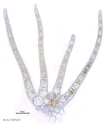 <i>Blepharostoma trichophyllum</i> (L.) Dumort., 1835 © H. TINGUY