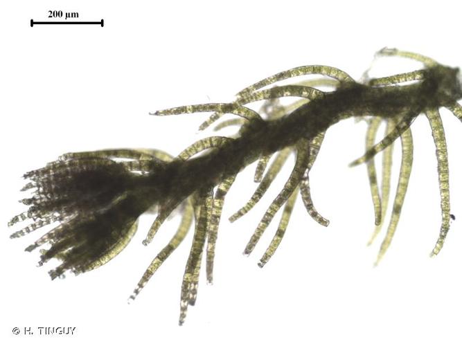 <i>Blepharostoma brevirete</i> (Bryhn & Kaal.) Vilnet & Bakalin, 2020 © H. TINGUY