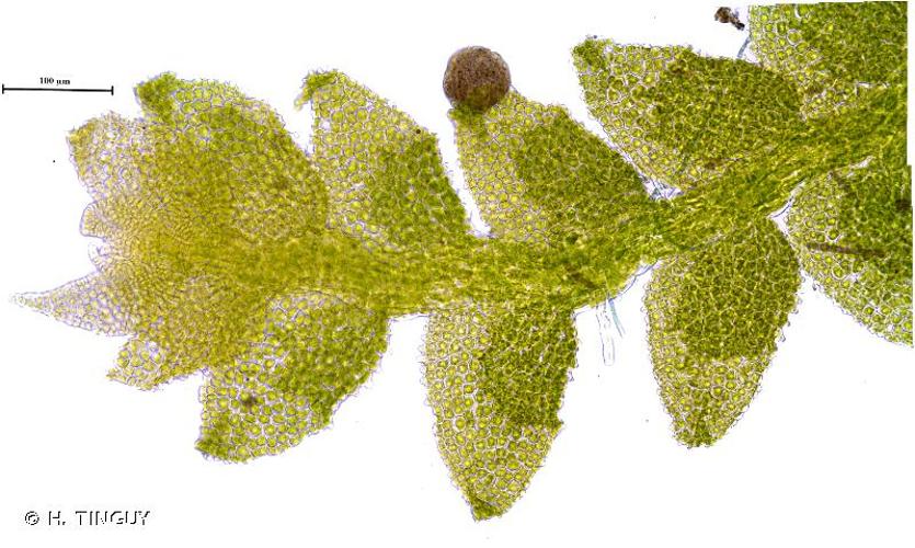 <i>Cololejeunea rossettiana</i> (C.Massal.) Schiffn., 1893 © H. TINGUY