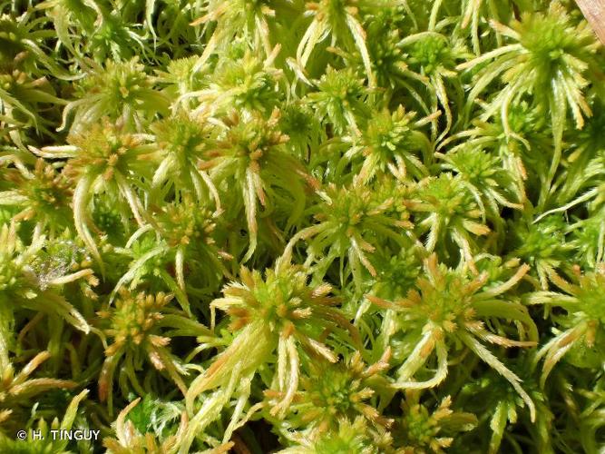 <i>Sphagnum fallax</i> (H.Klinggr.) H.Klinggr., 1880 © H. TINGUY