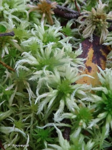 <i>Sphagnum riparium</i> Ångstr., 1864 © P. Rouveyrol