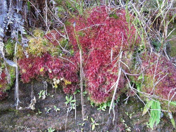 <i>Sphagnum subnitens</i> Russow & Warnst., 1888 © H. Tinguy