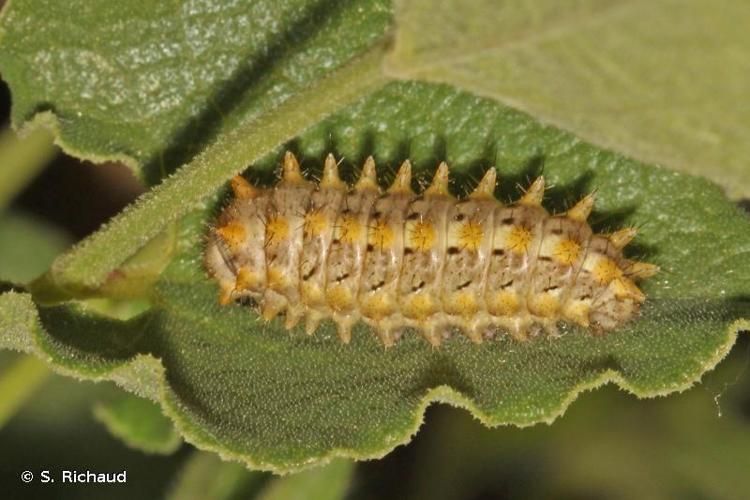 <i>Zerynthia rumina</i> (Linnaeus, 1758) © S. Richaud