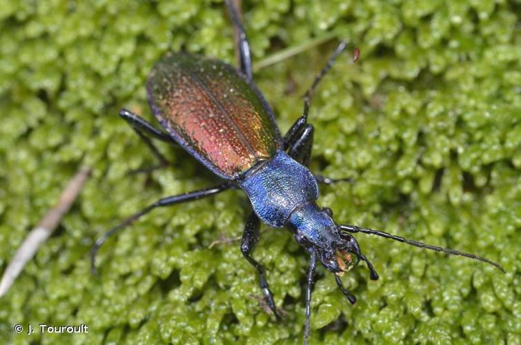 <i>Carabus hispanus</i> Fabricius, 1787 © J. Touroult