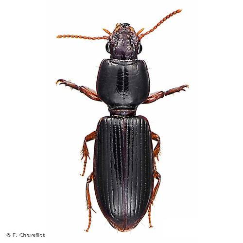 <i>Clivina fossor</i> (Linnaeus, 1758) © F. Chevaillot