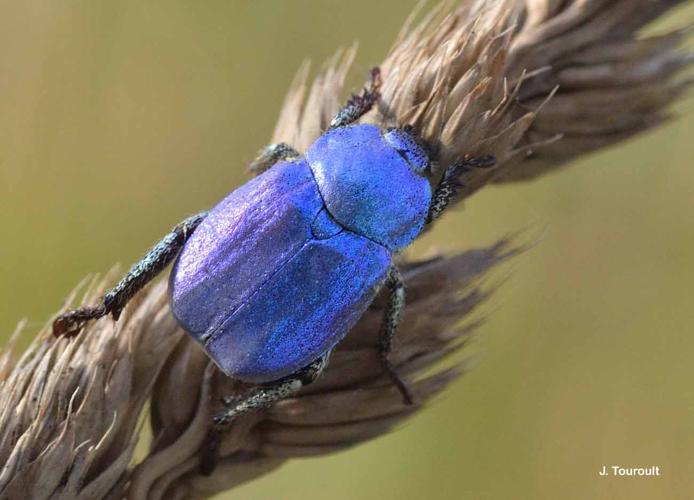 <i>Hoplia coerulea</i> (Drury, 1773) © J. Touroult