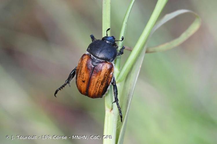 <i>Anisoplia tempestiva</i> Erichson, 1847 © J. Touroult - LPR Corse - MNHN, CdC, OFB