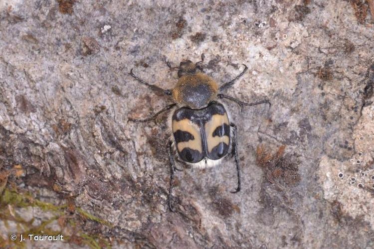 <i>Trichius fasciatus</i> (Linnaeus, 1758) © J. Touroult