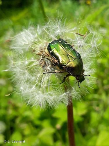 <i>Cetonia aurata</i> (Linnaeus, 1758) © L. Léonard