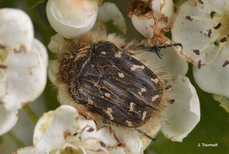 <i>Tropinota hirta</i> (Poda, 1761) © J. Touroult