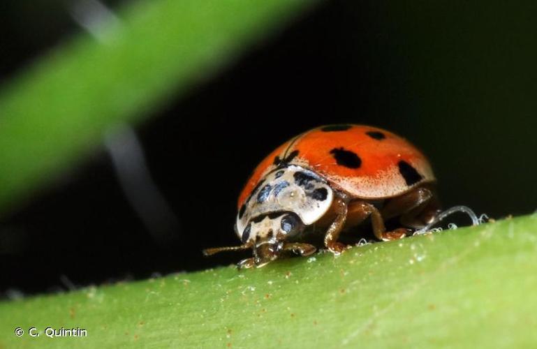 Coccinelle dix points Adalia decempunctata Biodiv AURA Atlas