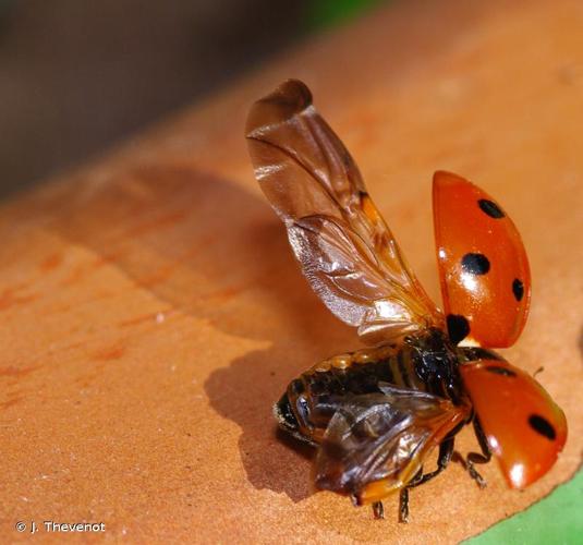 <i>Coccinella septempunctata</i> Linnaeus, 1758 © J. Thevenot