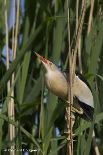 <i>Ixobrychus minutus</i> (Linnaeus, 1766) © Bernard Bougeard