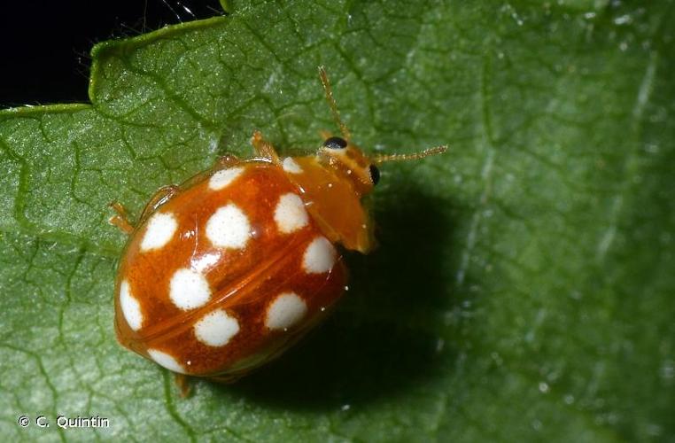 <i>Vibidia duodecimguttata</i> (Poda, 1761) © C. Quintin