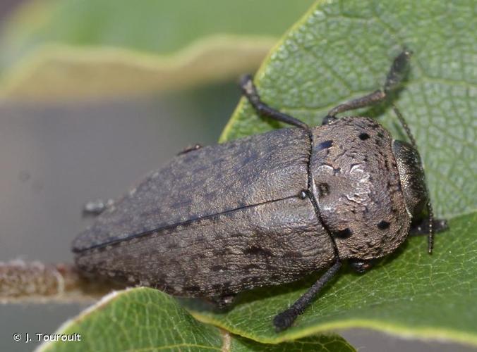 <i>Capnodis tenebricosa</i> (Olivier, 1790) © J. Touroult