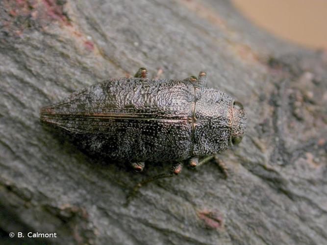 <i>Dicerca aenea</i> (Linnaeus, 1761) © B. Calmont