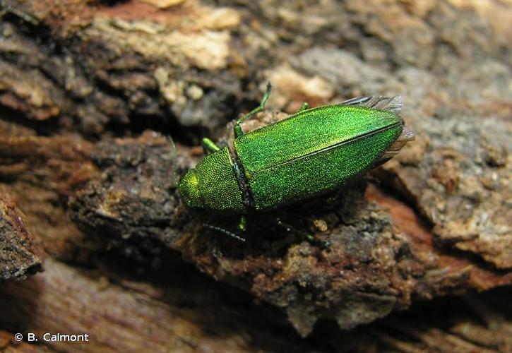 <i>Kisanthobia ariasi</i> (Robert, 1858) © B. Calmont