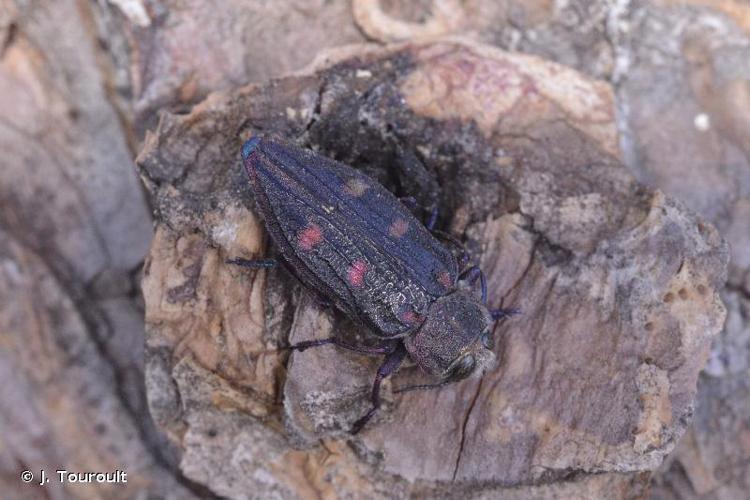 <i>Chrysobothris chrysostigma</i> (Linnaeus, 1758) © J. Touroult