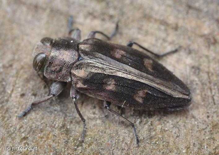 <i>Chrysobothris solieri</i> Gory & Laporte, 1837 © J. Touroult