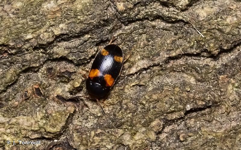 <i>Mycetophagus quadripustulatus</i> (Linnaeus, 1761) © J. Touroult