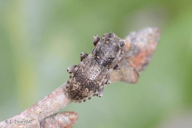 <i>Parmena balteus</i> (Linnaeus, 1767) © J. Touroult