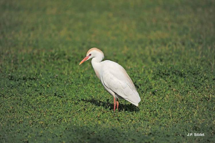 <i>Bubulcus ibis</i> (Linnaeus, 1758) © J.P. Siblet