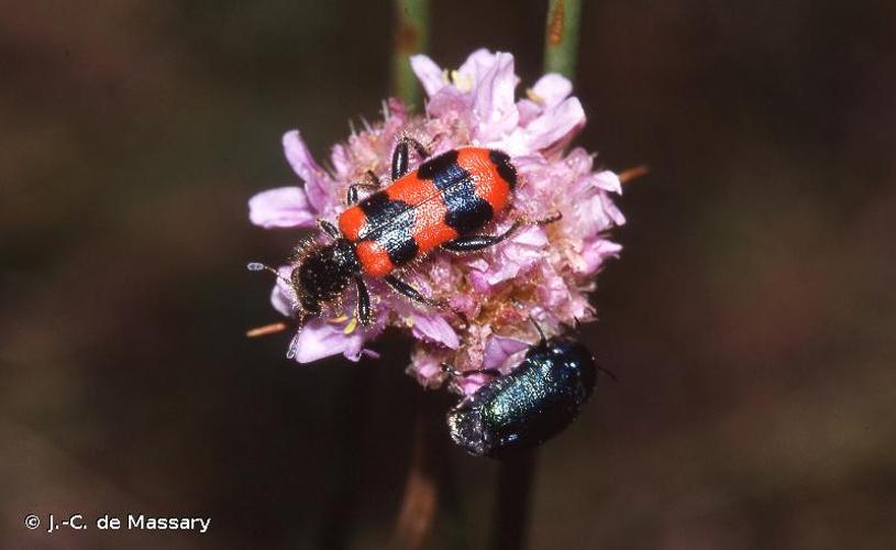 <i>Trichodes apiarius</i> (Linnaeus, 1758) © J.-C. de Massary